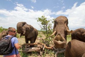A Brief History Of The Elephant Sanctuary